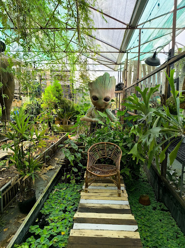 The Fern -Tiệm cây dương xỉ Đà Lạt 4