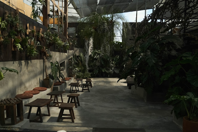 The Fern -Tiệm cây dương xỉ Đà Lạt 6