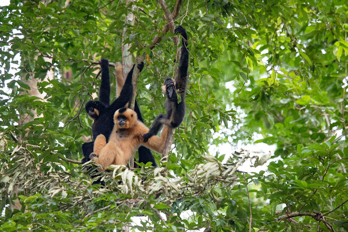Vườn quốc gia Cát Tiên Lâm Đồng