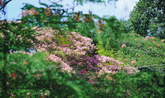 Vườn quốc gia Cát Tiên Lâm Đồng 2