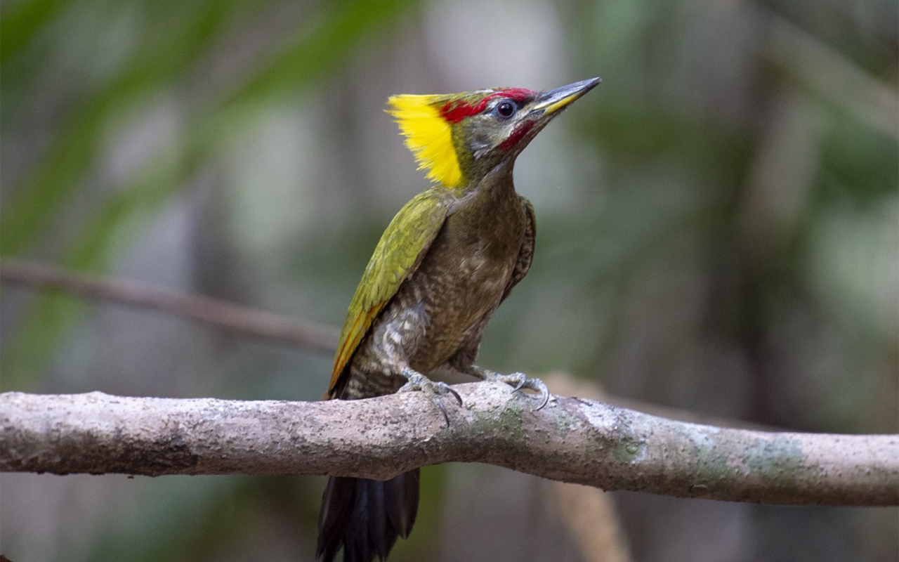 Vườn quốc gia Cát Tiên Lâm Đồng 5