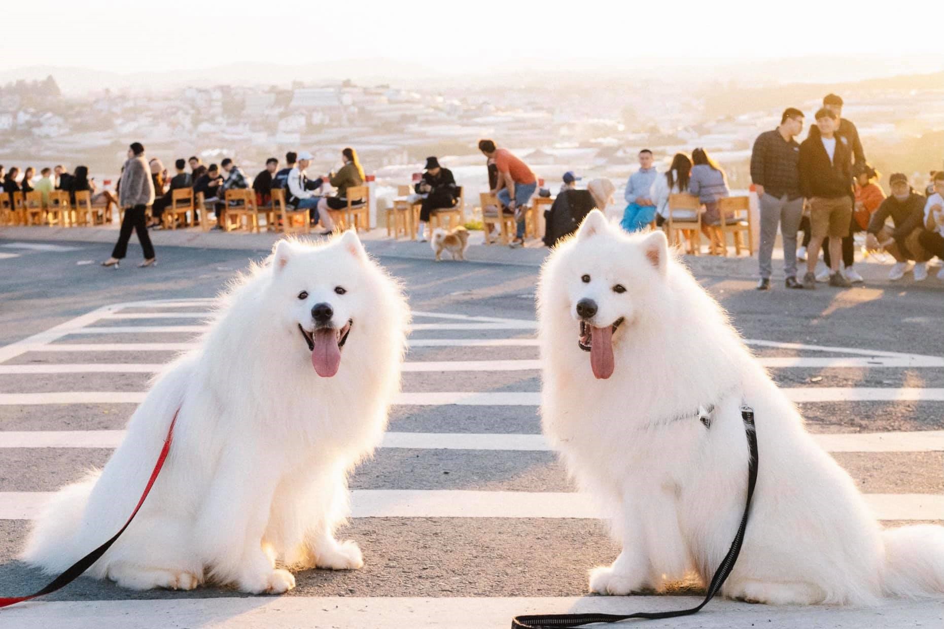 Xóm lèo địa điểm ngắm hoàng hôn cực chill của Đà Lạt 3